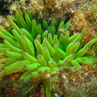 Eduardo H.G - Cribrinopsis Crassa 