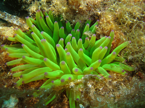 Eduardo H.G - Cribrinopsis Crassa 