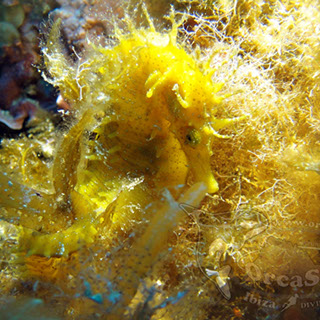 Eduardo H.G - Hippocampus