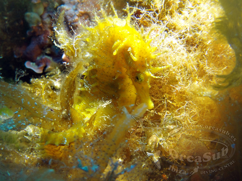 Eduardo H.G - Hippocampus