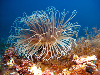 Eduardo H.G - Pachycerianthus dohrni 