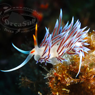 Eduardo H.G - Flabellina affinis