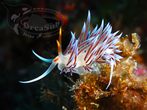 Eduardo H.G - Flabellina affinis