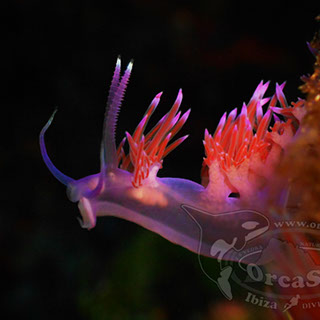 Eduardo H.G - Flabellina affinis