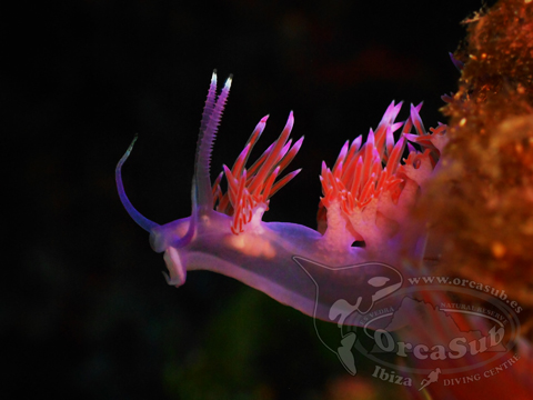 Eduardo H.G - Flabellina affinis