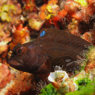 Eduardo H.G - Parablennius gattorugine