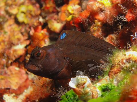 Eduardo H.G - Parablennius gattorugine