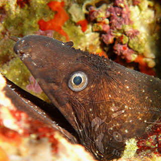 Eduardo H.G - Muraenidae