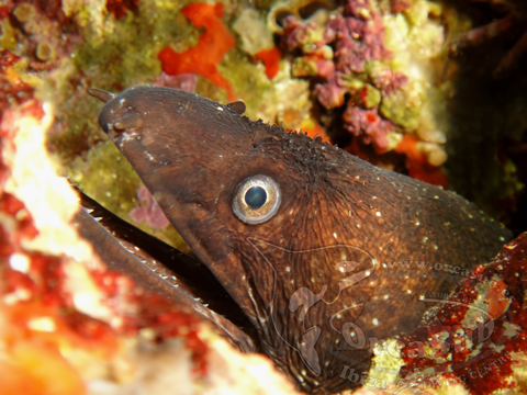 Eduardo H.G - Muraenidae