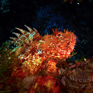 Eduardo H.G - Scorpaena scrofa