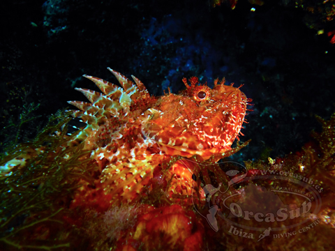 Eduardo H.G - Scorpaena scrofa